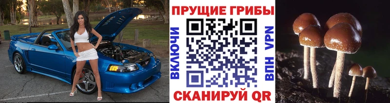 мега как зайти  Новопавловск  Галлюциногенные грибы GOLDEN TEACHER 